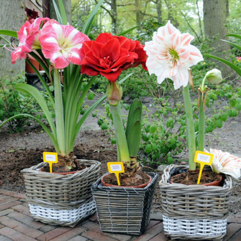 100 pcs amaryllis Flower Seeds Bonsai The Germination Rate 95% Variety of Colors Juicy Rare Plants for The Garden Birthday Party Decorative All for a summer residence
100 pcs amaryllis Flower Seeds Bonsai The Germination Rate 95% Variety of Colors Juicy Rare Plants for The Garden Birthday Party Decorative All for a summer residence