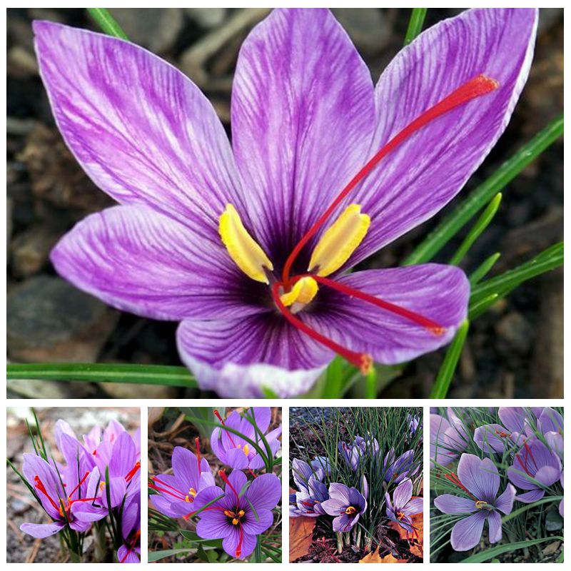 100PCS saffron Flower Seeds for Patio Lawn Garden Supplies Bonsai Plants Purify The Air Absorb Harmful Gases The Budding Rate 95% Fast Growing Planting Season Fresh
100PCS saffron Flower Seeds for Patio Lawn Garden Supplies Bonsai Plants Purify The Air Absorb Harmful Gases The Budding Rate 95% Fast Growing Planting Season Fresh