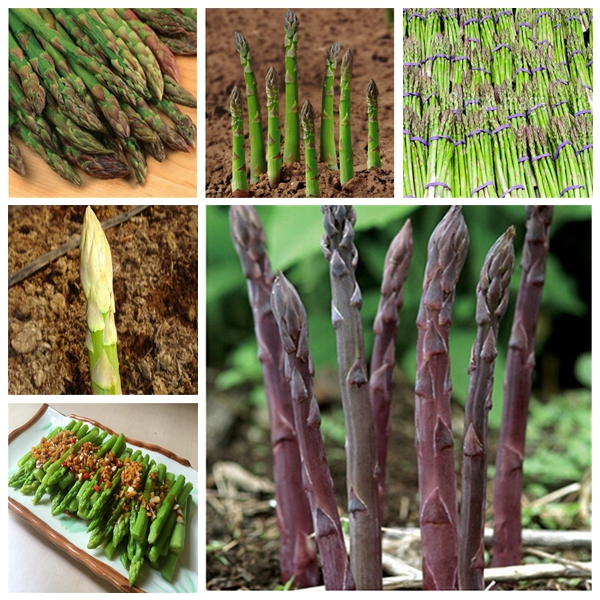 50pcs Asparagus Flower Seeds for Patio Lawn Garden Supplies Bonsai Plants Delicious Tasty The Germination Rate 95% Purify The Air Absorb Harmful Gases Natural Growth
50pcs Asparagus Flower Seeds for Patio Lawn Garden Supplies Bonsai Plants Delicious Tasty The Germination Rate 95% Purify The Air Absorb Harmful Gases Natural Growth