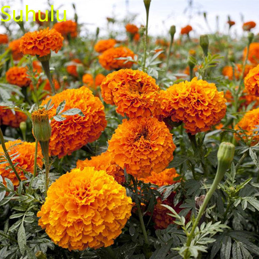 100pcs Marigold Seeds Garden Indoor Flowers Balcony & Courtyard Bonsai Plant High Quality Beautifying And Air Purification
100pcs Marigold Seeds Garden Indoor Flowers Balcony & Courtyard Bonsai Plant High Quality Beautifying And Air Purification