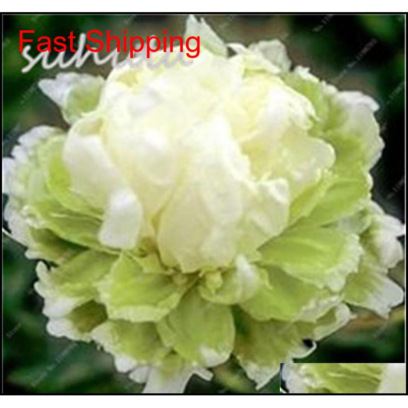 10 Pcs/bag Mixed Color Peony Seeds Chinese Rose Tree Peony Seeds Beautiful Decoration Bonsai Flower Pl jllntp ffshop2001 
10 Pcs/bag Mixed Color Peony Seeds Chinese Rose Tree Peony Seeds Beautiful Decoration Bonsai Flower Pl jllntp ffshop2001