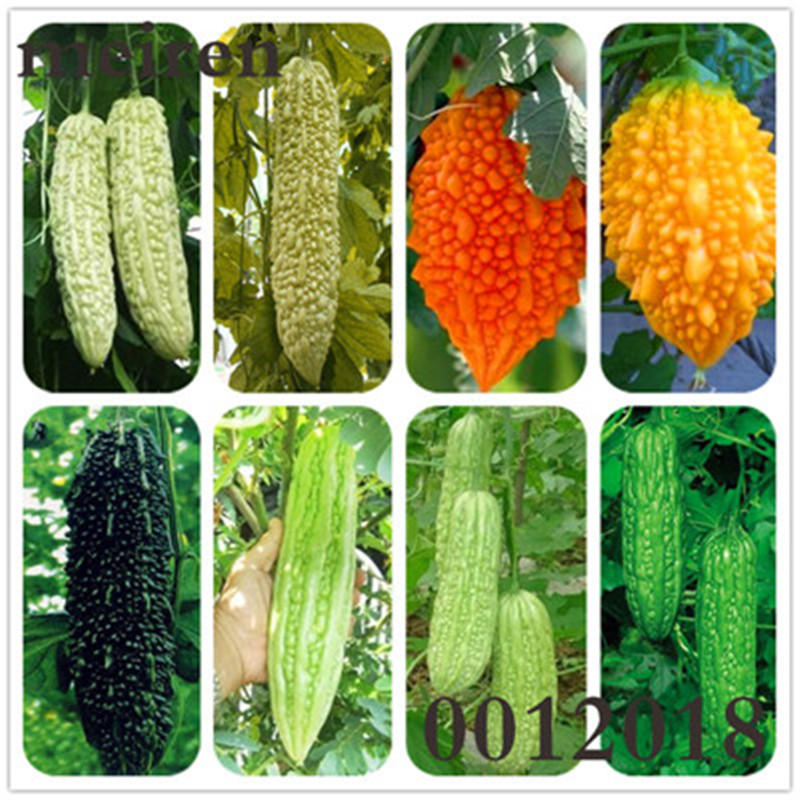 10pcs seeds / bag Gold Bell Plant Bitter Melon Gourd Momordica Charantia Balsam Pear Bonsai Rare Vegetable And Fruit For Home Garden
10pcs seeds / bag Gold Bell Plant Bitter Melon Gourd Momordica Charantia Balsam Pear Bonsai Rare Vegetable And Fruit For Home Garden