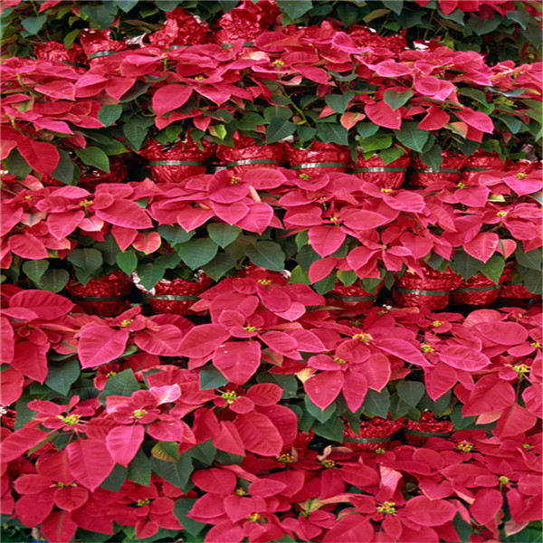 Garden Decorations 500pcs Poinsettia Flower Seeds for Bonsai Plants All for a summer residence Natural Growth Variety of Colors Purify The Air Absorb Harmful Gases
Garden Decorations 500pcs Poinsettia Flower Seeds for Bonsai Plants All for a summer residence Natural Growth Variety of Colors Purify The Air Absorb Harmful Gases