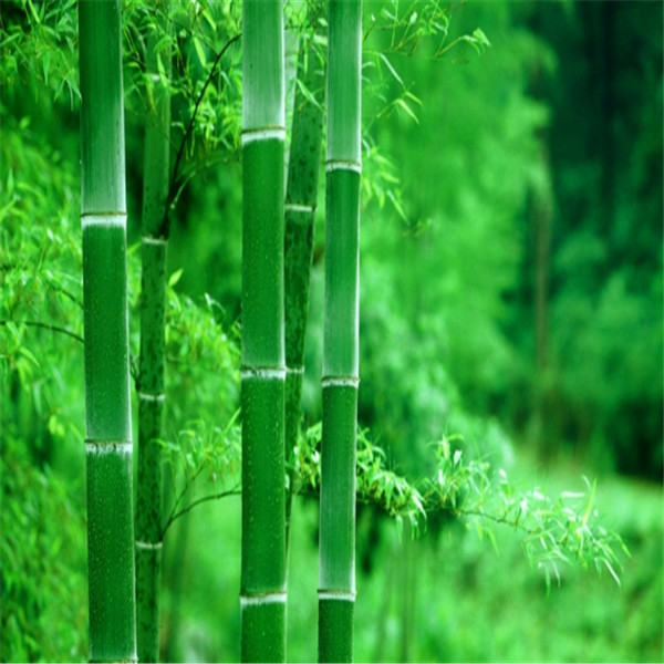 50pcs bamboo Flower Seeds for Patio Lawn Garden Supplies Fast Growing Planting Season Bonsai Plants Purify The Air Absorb Harmful Gases The Germination Rate 95%
50pcs bamboo Flower Seeds for Patio Lawn Garden Supplies Fast Growing Planting Season Bonsai Plants Purify The Air Absorb Harmful Gases The Germination Rate 95%