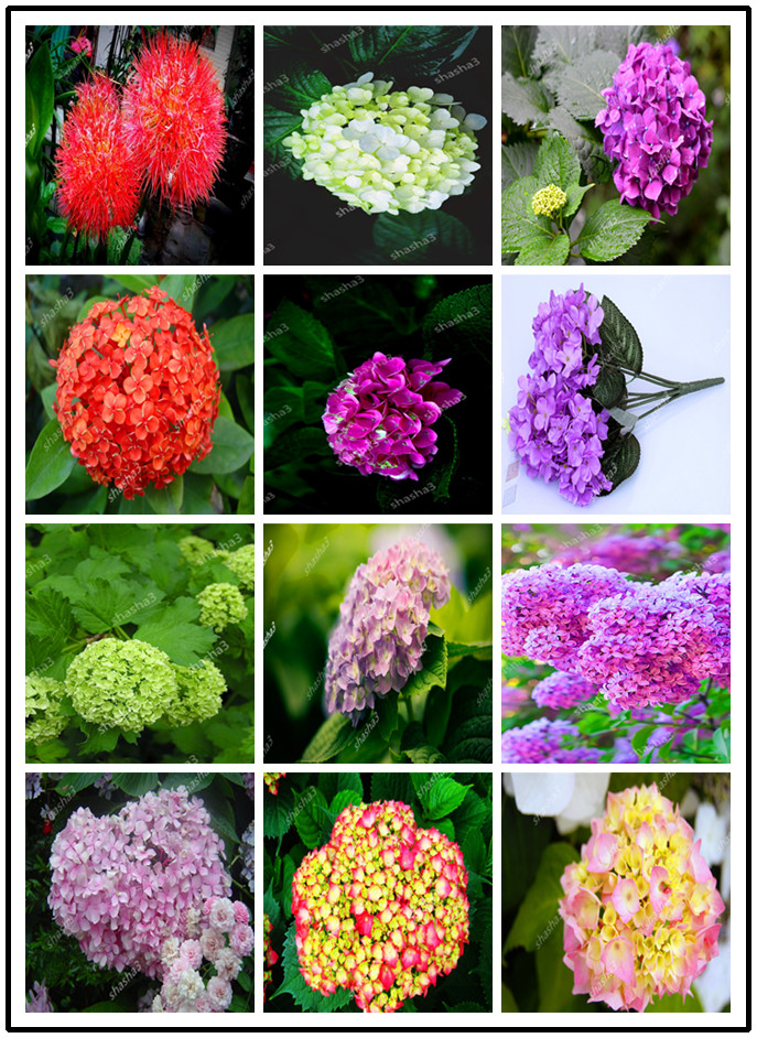 200 Pcs seeds Orchid Ball Rare Ball Flower Perennial Plant Hoya Carnosa Bonsai Pot Plant For Home Garden Decoration Fast Growing Purify The Air Absorb Harmful Gases
200 Pcs seeds Orchid Ball Rare Ball Flower Perennial Plant Hoya Carnosa Bonsai Pot Plant For Home Garden Decoration Fast Growing Purify The Air Absorb Harmful Gases