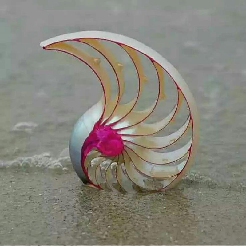 Novelty Items Colorful Natural Conch Shell Ornaments Rose Nautilus Fossil Creative Home Decoration Wedding Gifts Shells
Novelty Items Colorful Natural Conch Shell Ornaments Rose Nautilus Fossil Creative Home Decoration Wedding Gifts Shells