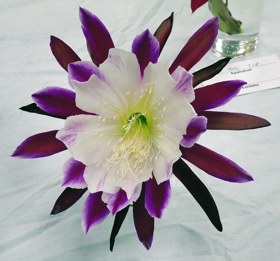 100pcs Epiphany Flower broadleaved epiphyllum Flower Seeds for Bonsai Plants Variety of Colors Fast Growing Planting Season Aerobic Potted Garden Decorations
100pcs Epiphany Flower broadleaved epiphyllum Flower Seeds for Bonsai Plants Variety of Colors Fast Growing Planting Season Aerobic Potted Garden Decorations
