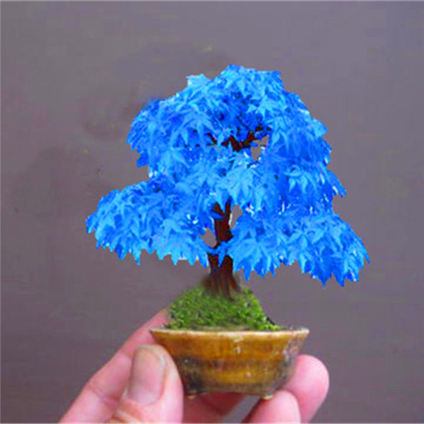 30pcs maple Fast Growing Planting Season Purify The Air Absorb Harmful Gases All for a summer residence Beautifying And Air Purifi254O
30pcs maple Fast Growing Planting Season Purify The Air Absorb Harmful Gases All for a summer residence Beautifying And Air Purifi254O