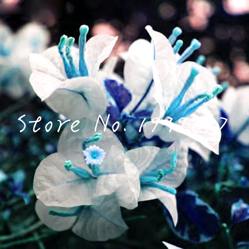 100 pcs seeds Bonsai Bougainvillea Spectabilis garden Sementes De Flores Perennial Flowering Plants plantas Natural Growth Variety of Colors Aerobic Potted
100 pcs seeds Bonsai Bougainvillea Spectabilis garden Sementes De Flores Perennial Flowering Plants plantas Natural Growth Variety of Colors Aerobic Potted