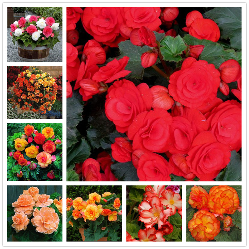 100pcs Begonia Fuchsia Flower Seeds for Patio Lawn Garden The Germination Rate 95% Supplies Bonsai Plants Decorative Landscaping Natural Growth Variety of Colors
100pcs Begonia Fuchsia Flower Seeds for Patio Lawn Garden The Germination Rate 95% Supplies Bonsai Plants Decorative Landscaping Natural Growth Variety of Colors