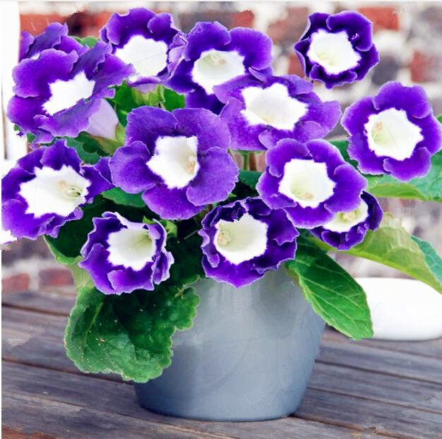 500pcs Gloxinia Showy Flower Fresh Seeds for Patio Lawn Garden Supplies Bonsai Plants Purify The Air Absorb Harmful Gases The Germination Rate 95% Variety of Colors
500pcs Gloxinia Showy Flower Fresh Seeds for Patio Lawn Garden Supplies Bonsai Plants Purify The Air Absorb Harmful Gases The Germination Rate 95% Variety of Colors