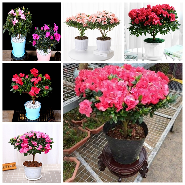 Garden Decorations 20pcs Azalea Showy Flower Tree Flower Seeds for Bonsai Plants All for a summer residence Beautifying And Air Purification Absorb Harmful Gases
Garden Decorations 20pcs Azalea Showy Flower Tree Flower Seeds for Bonsai Plants All for a summer residence Beautifying And Air Purification Absorb Harmful Gases