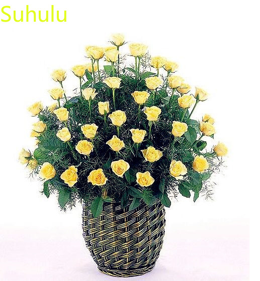 100pcs Carnation Seeds / Pack New Arrive Flower Bonsai Plant Fragrant and Pretty for Courtyard ,Patio, Lawn & Garden
100pcs Carnation Seeds / Pack New Arrive Flower Bonsai Plant Fragrant and Pretty for Courtyard ,Patio, Lawn & Garden