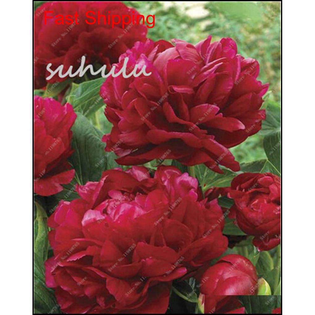 10 Pcs/bag Mixed Color Peony Seeds Chinese Rose Tree Peony Seeds Beautiful Decoration Bonsai Flower Pla qylFbn homes2007
10 Pcs/bag Mixed Color Peony Seeds Chinese Rose Tree Peony Seeds Beautiful Decoration Bonsai Flower Pla qylFbn homes2007