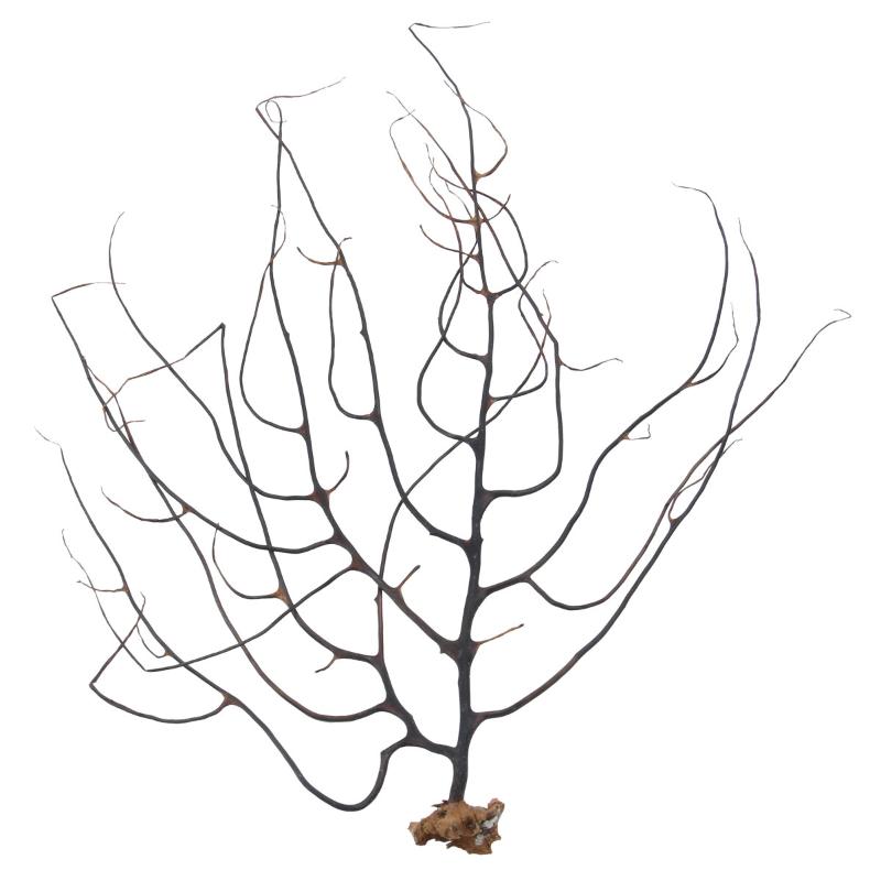 Aquariums Black Sea Fan Fish Tank Aquarium Decoration Coral Ornament (Size For Random)
Aquariums Black Sea Fan Fish Tank Aquarium Decoration Coral Ornament (Size For Random)