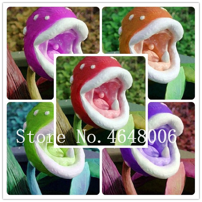 100 Pcs seeds Multifarious Nepenthes Carnivorous Bonsai, Dionaea Muscipula Giant Clip Venus Flytrap Flores Bonsai Plant For Garden Natural Growth Variety of Colors
100 Pcs seeds Multifarious Nepenthes Carnivorous Bonsai, Dionaea Muscipula Giant Clip Venus Flytrap Flores Bonsai Plant For Garden Natural Growth Variety of Colors