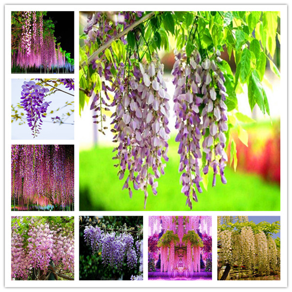 20 Pcs seeds Wisteria Flower rare flower chinese for home & garden Natural Growth Variety of Colors Fast Growing Planting Season Purify The Air Absorb Harmful Gases
20 Pcs seeds Wisteria Flower rare flower chinese for home & garden Natural Growth Variety of Colors Fast Growing Planting Season Purify The Air Absorb Harmful Gases