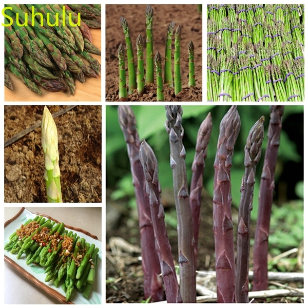New Variety 50pcs Asparagus Seeds Garden Indoor Flowers Balcony & Courtyard Purifying Air Bonsai Plant Fleur et plante
New Variety 50pcs Asparagus Seeds Garden Indoor Flowers Balcony & Courtyard Purifying Air Bonsai Plant Fleur et plante