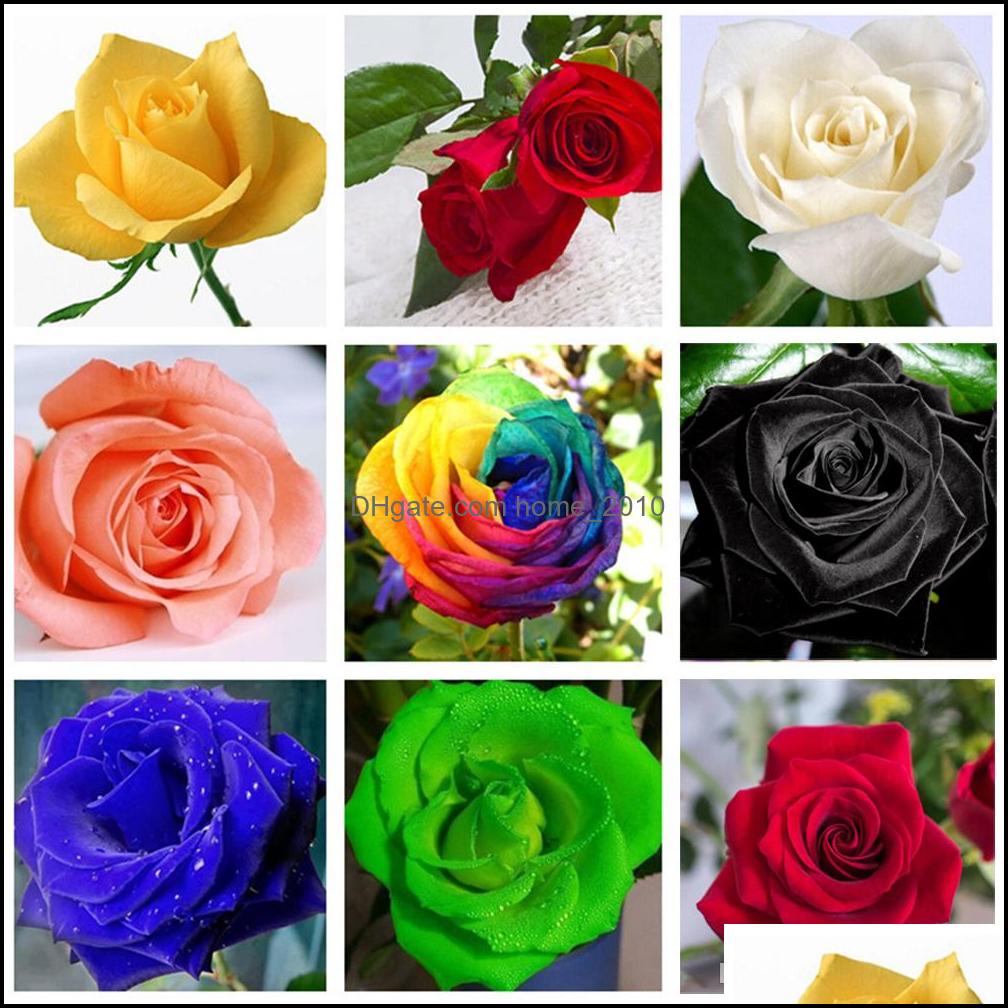 Other Supplies Patio, Lawn Home & Garden60 Pcs Rare Blue Black Mticolor Roses Plant Seeds Balcony Garden Potted Rose Flowers Seed Drop Deliv
Other Supplies Patio, Lawn Home & Garden60 Pcs Rare Blue Black Mticolor Roses Plant Seeds Balcony Garden Potted Rose Flowers Seed Drop Deliv