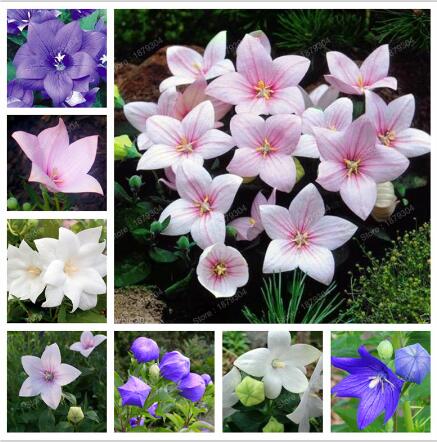 100pcs seeds Japanese Platycodon Grandiflorum Flower Bonsai Plant Outdoor Decoration Mix Rare Color Fresh Lovely Plant for Home Beautifying And Air Purification
100pcs seeds Japanese Platycodon Grandiflorum Flower Bonsai Plant Outdoor Decoration Mix Rare Color Fresh Lovely Plant for Home Beautifying And Air Purification