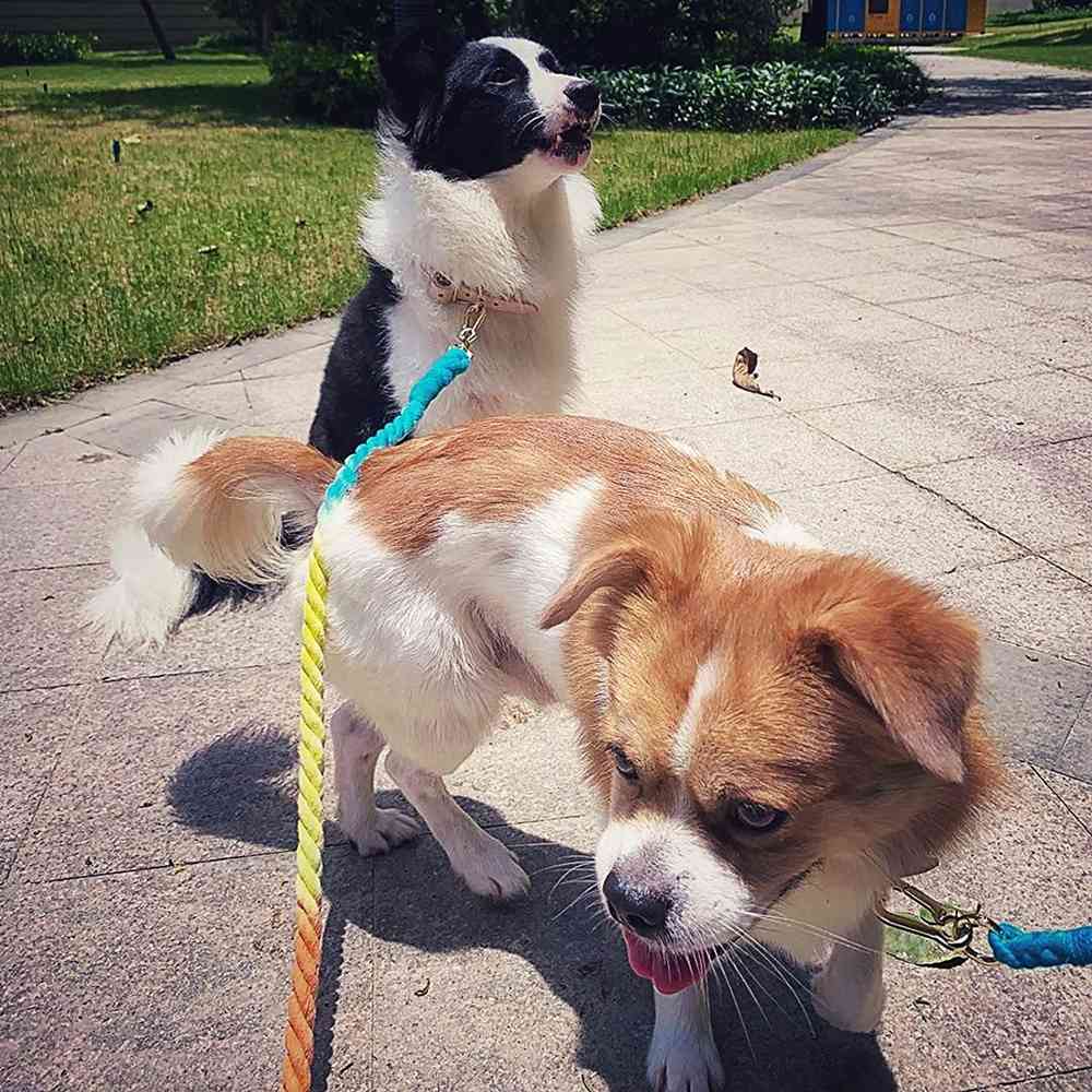 Dog Leash Round Cotton Collar Dogs Leads Rope Rainbow Color Pet Long Leashes Belt Outdoor Dog Puppy Walking Training Leashes 5FT