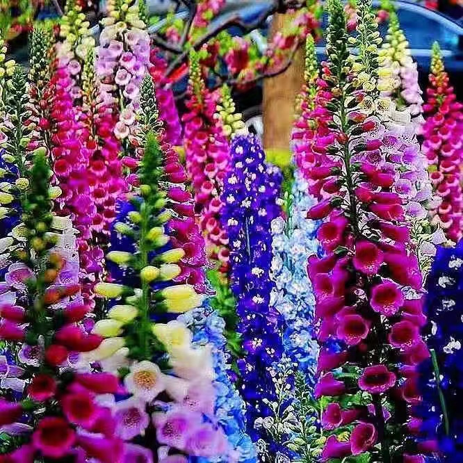 Garden Decorations 100pcs delphinium Flower Seeds Bonsai The Germination Rate 95% Rare Plant for Home Courtyard Planting
Garden Decorations 100pcs delphinium Flower Seeds Bonsai The Germination Rate 95% Rare Plant for Home Courtyard Planting