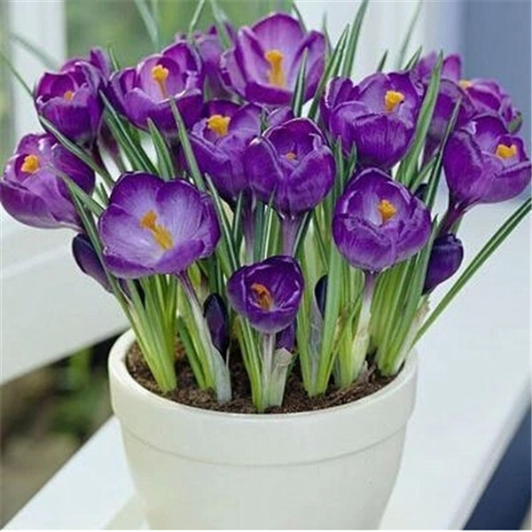 100PCS saffron Flower Seeds Bonsai Variety of Colors Plants for The Garden Planting Season Natural Growth The Germination Rate 95% Beautifying And Air Purification
100PCS saffron Flower Seeds Bonsai Variety of Colors Plants for The Garden Planting Season Natural Growth The Germination Rate 95% Beautifying And Air Purification