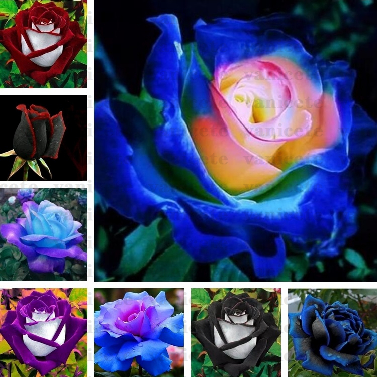 Garden Supplies Black Rose Seeds with red edge, rare color popular garden flower Seed Perennial Bush or Bonsai Flower for home garde ZC142
Garden Supplies Black Rose Seeds with red edge, rare color popular garden flower Seed Perennial Bush or Bonsai Flower for home garde ZC142