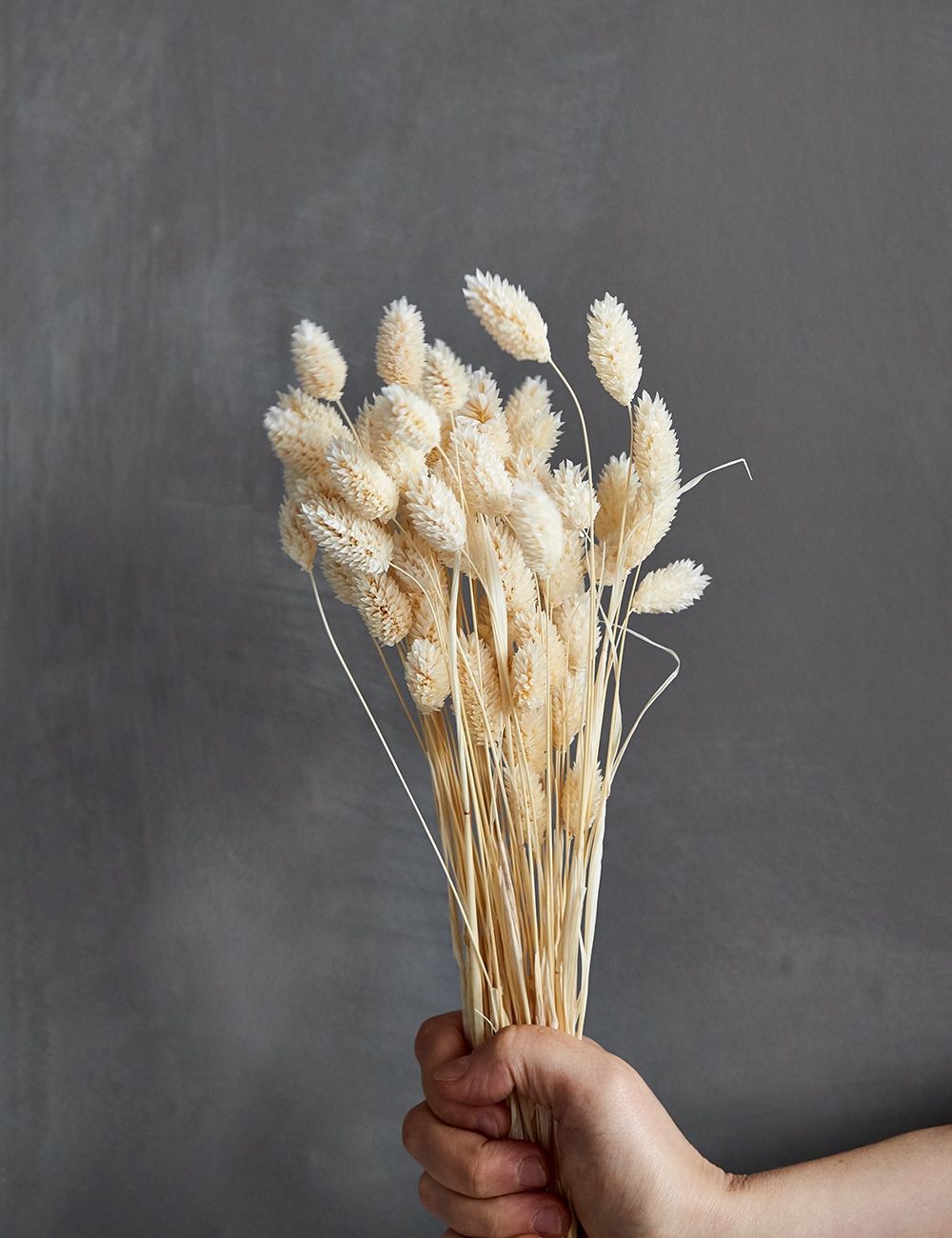 80pcs Dried Phalaris flower (preserved) White Pink Green-Yellow Dried flower Natural Plant Wedding decor home decor dried grass 210317
80pcs Dried Phalaris flower (preserved) White Pink Green-Yellow Dried flower Natural Plant Wedding decor home decor dried grass 210317