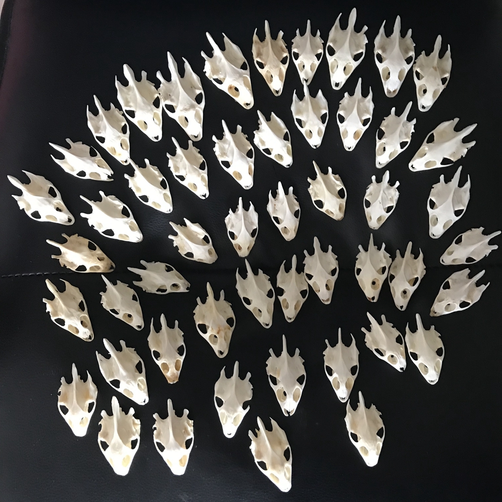 50PCS/10PCS Chincmys reevesii Turtle skull Crafts Jewlery,Educational Taxidermy Oddity Real Animal Skull (without lower jaw) 210318
50PCS/10PCS Chincmys reevesii Turtle skull Crafts Jewlery,Educational Taxidermy Oddity Real Animal Skull (without lower jaw) 210318
