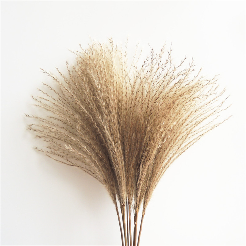 dried pampas grass decor Wedding fowers natura dried fowers bouquets rea pants Ta 19-22 feather fowers fuffy NEW HOT, 20 pcs raw color
dried pampas grass decor Wedding fowers natura dried fowers bouquets rea pants Ta 19-22 feather fowers fuffy NEW HOT, 20 pcs raw color