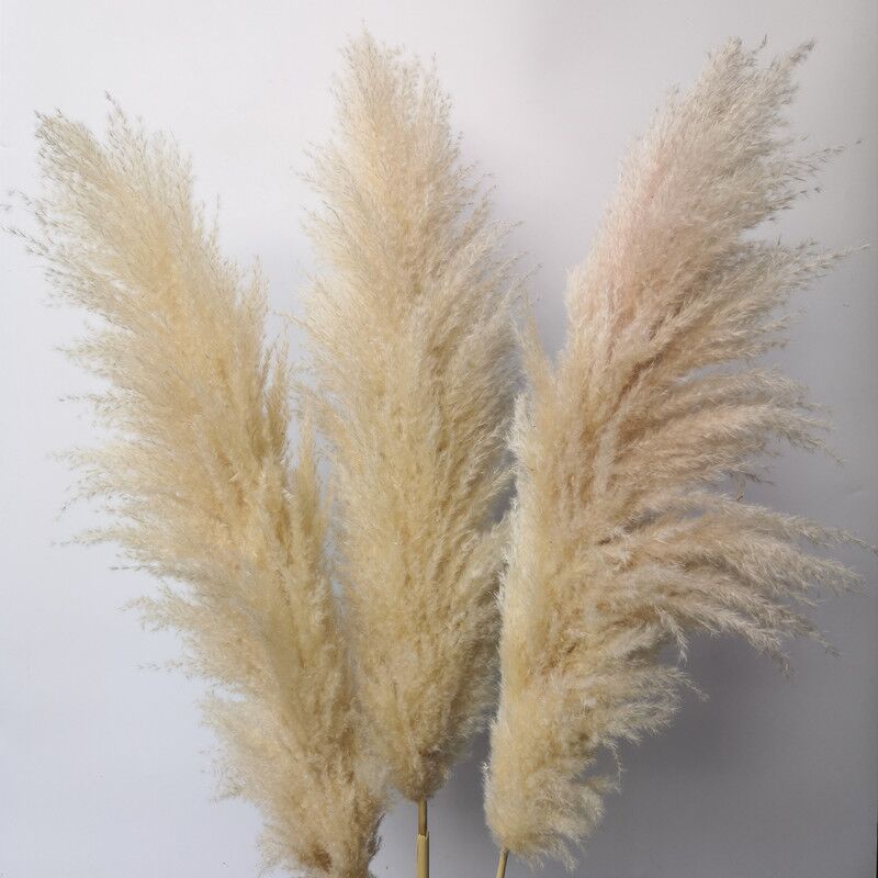 Decorative Wreaths 20Pcs/lot Wholesale Phragmites Natural Dried Decorationing Pampas Grass For Home Wedding Decoration Flowers Bunch 56-60cm 209 V2, Beige
Decorative Wreaths 20Pcs/lot Wholesale Phragmites Natural Dried Decorationing Pampas Grass For Home Wedding Decoration Flowers Bunch 56-60cm 209 V2, Beige