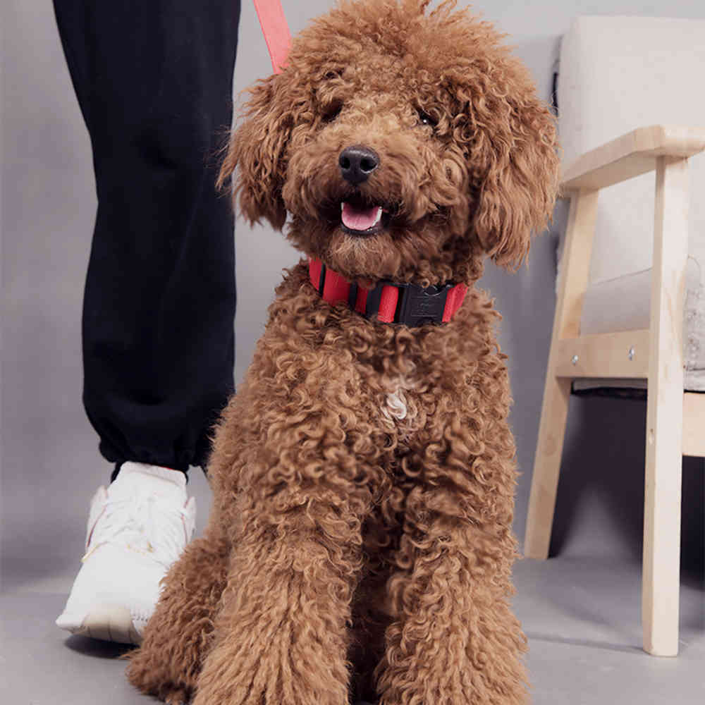 LED Dog Collar With USB Charging Anti-Lost Colorful Lights Collars For Puppy Kitten Dogs Collars Leads LED Supplies Pet Products