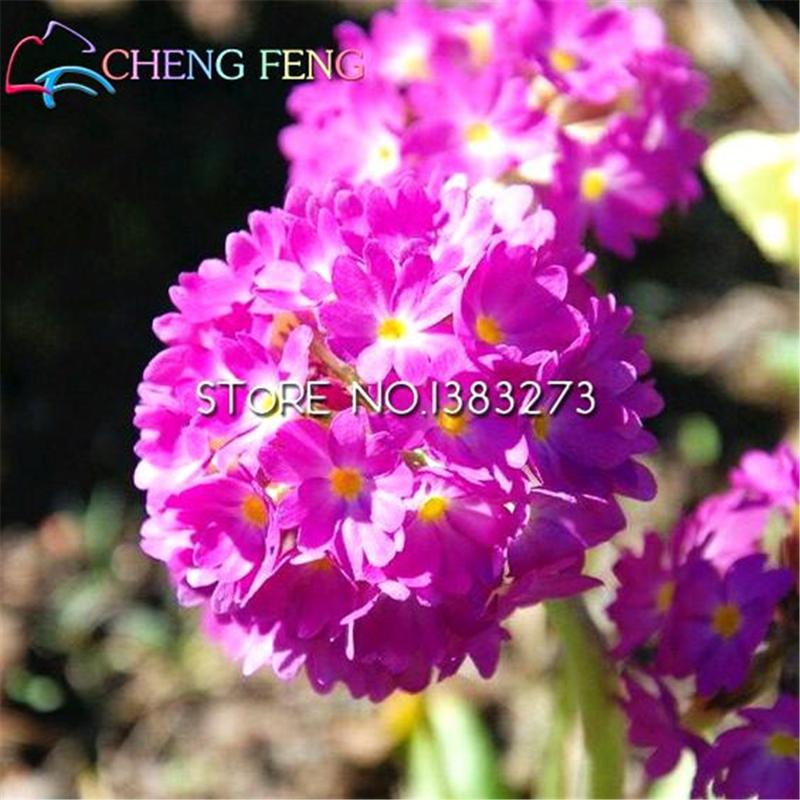 Wholesale 100seeds Primula Malacoides Flowers Seeds For Garden China Rare Home Perennial Flower Plants Colorful Bonsai Pots Craft Tools
Wholesale 100seeds Primula Malacoides Flowers Seeds For Garden China Rare Home Perennial Flower Plants Colorful Bonsai Pots Craft Tools