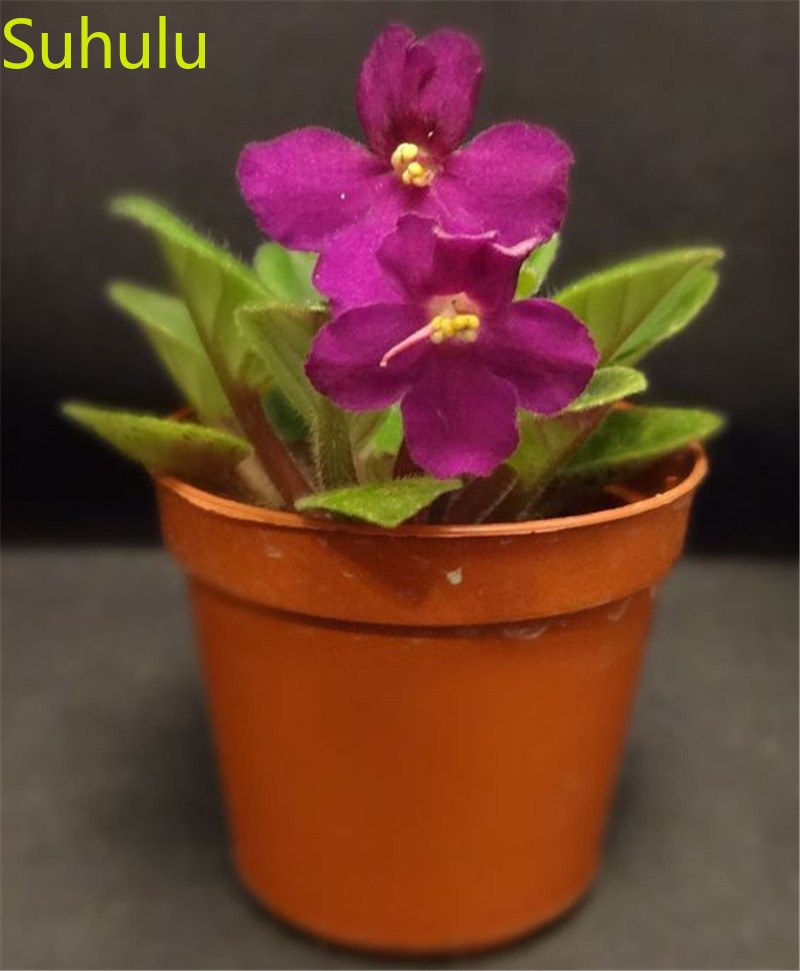New Variety Light up Your Garden 100pcs Voilet Seeds Garden Indoor Flowers Balcony & Courtyard Purifying Air Bonsai Plant
New Variety Light up Your Garden 100pcs Voilet Seeds Garden Indoor Flowers Balcony & Courtyard Purifying Air Bonsai Plant