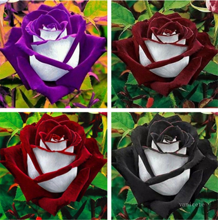 Patio Rose seeds Garden Supplie, blue , meteor, red, black, rose, pale blue, rainbow roses flowers seed Garden Supplies I183
Patio Rose seeds Garden Supplie, blue , meteor, red, black, rose, pale blue, rainbow roses flowers seed Garden Supplies I183