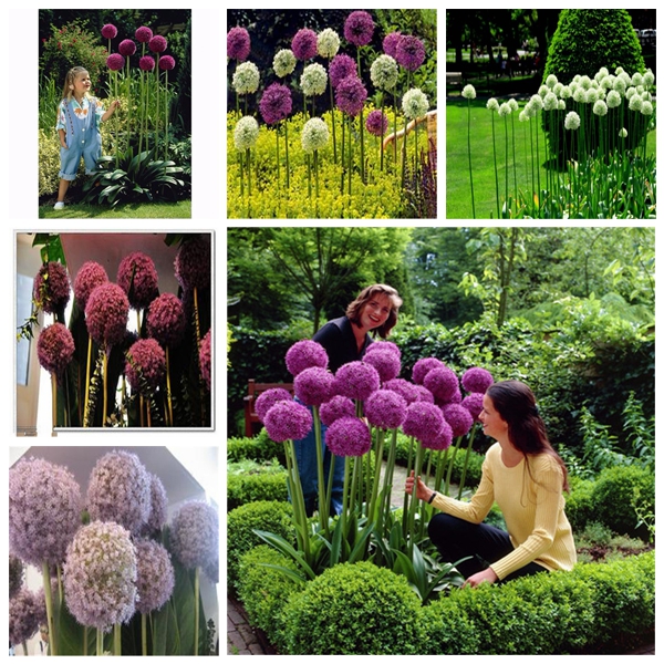 100pcs Giant Allium Giganteum Flower Seeds for Patio Lawn Garden Aerobic Potted Supplies Bonsai Plants Organic Non-GMO Delicious Tasty Decorative Landscaping
100pcs Giant Allium Giganteum Flower Seeds for Patio Lawn Garden Aerobic Potted Supplies Bonsai Plants Organic Non-GMO Delicious Tasty Decorative Landscaping