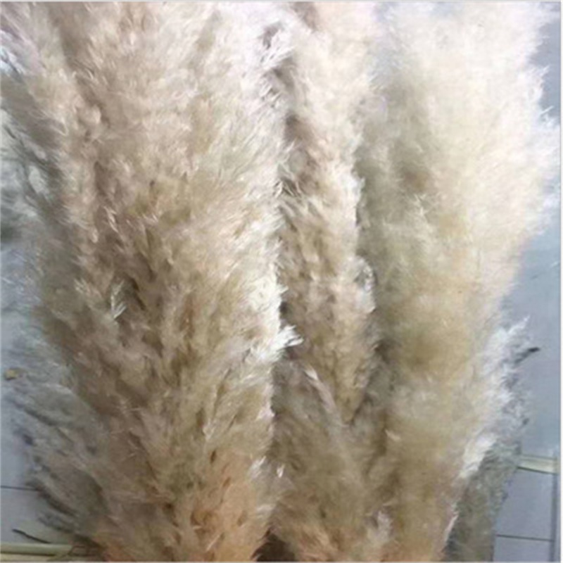 20Pcs/lot Real Natural Dried Flower Pampas Grass Decor Plants Bunch Phragmites for Home Wedding Decoration 56-60cm 500 S2, Beige
20Pcs/lot Real Natural Dried Flower Pampas Grass Decor Plants Bunch Phragmites for Home Wedding Decoration 56-60cm 500 S2, Beige