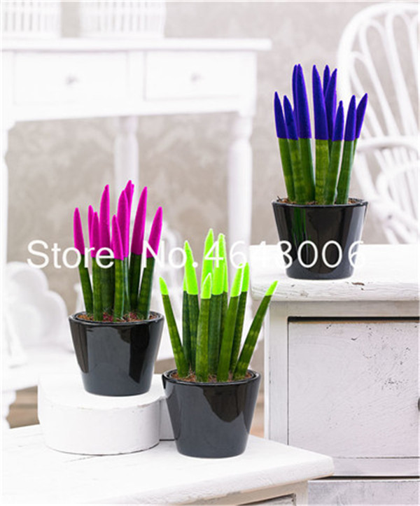100 Pcs seeds Aglaonema Spp Mixed Sansevieria Bonsai, Indoor Tree Plants Radiation Protection Bonsai Tree Diy Home Garden Aerobic Potted Decorative Landscaping
100 Pcs seeds Aglaonema Spp Mixed Sansevieria Bonsai, Indoor Tree Plants Radiation Protection Bonsai Tree Diy Home Garden Aerobic Potted Decorative Landscaping