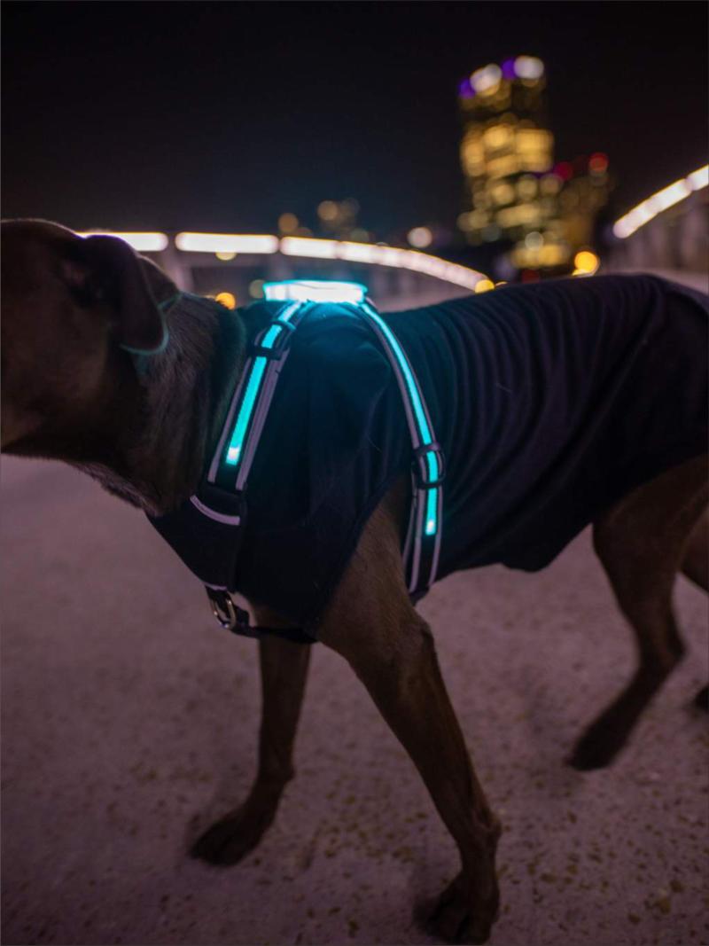 Dog Collars & Leashes CC Simon Harness With Led Usb Rechargeable