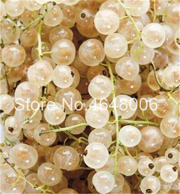 100 Pcs seeds Sweet Tasty Physalis Juicy Gooseberry Bonsai, Golden Berry Chinese Latern Garden Plant Currant Fruit Semiilas De Natural Growth Variety of Colors
100 Pcs seeds Sweet Tasty Physalis Juicy Gooseberry Bonsai, Golden Berry Chinese Latern Garden Plant Currant Fruit Semiilas De Natural Growth Variety of Colors