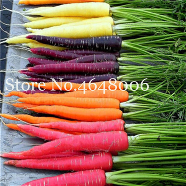 100 Pcs seeds Rainbow Carrot Cherry Radish Bonsai Organic Vegetables, Strong Adaptability, Rich Nutrition, Green Food Bonsai Plant For Garden Variety of Colors
100 Pcs seeds Rainbow Carrot Cherry Radish Bonsai Organic Vegetables, Strong Adaptability, Rich Nutrition, Green Food Bonsai Plant For Garden Variety of Colors