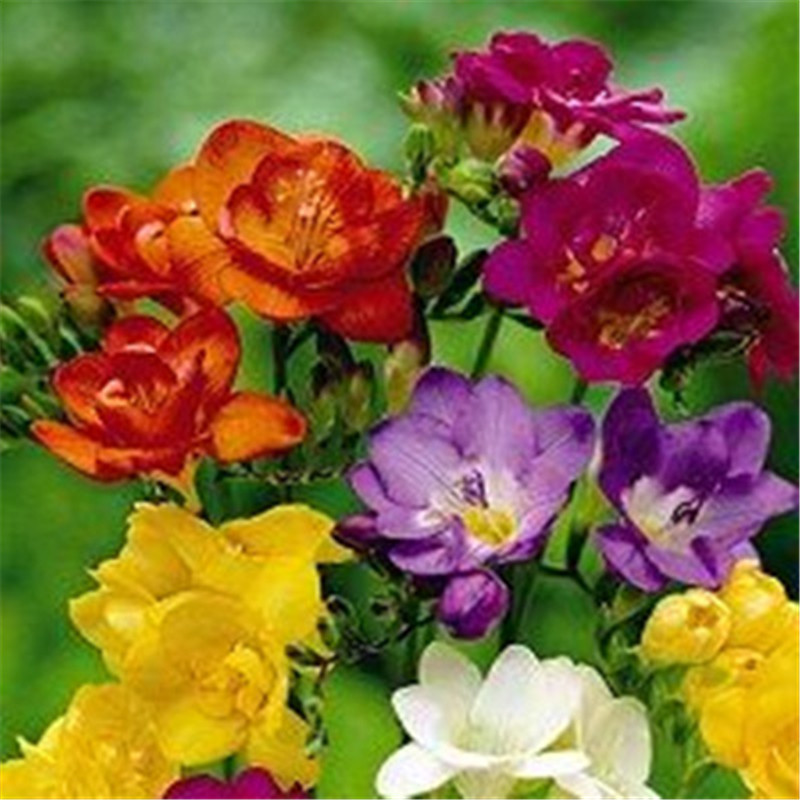 Garden Decorations 100pcs Freesia Flower Seeds Bonsai Rare Plant for Home Courtyard Planting Decorative Landscaping
Garden Decorations 100pcs Freesia Flower Seeds Bonsai Rare Plant for Home Courtyard Planting Decorative Landscaping