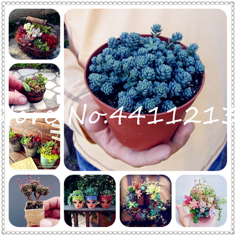 100pcs seeds Mini Succulent Bonsai Graines Jardin Des Plantes graines for home garden office desktop Decorative plant Beautifying And Air Purification Showy
100pcs seeds Mini Succulent Bonsai Graines Jardin Des Plantes graines for home garden office desktop Decorative plant Beautifying And Air Purification Showy