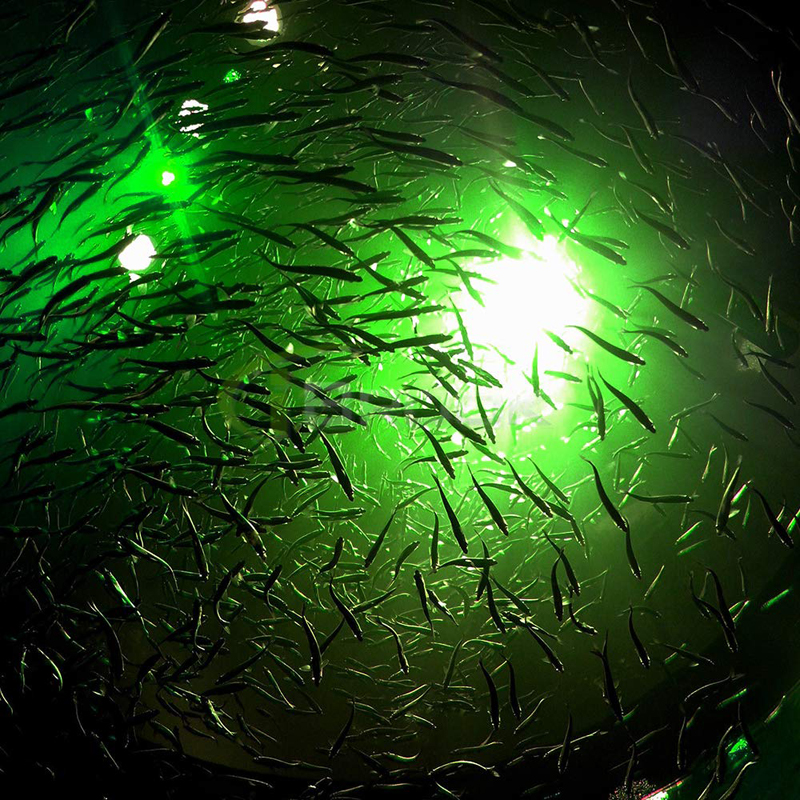 12V LED Fishing Light 108pcs 2835 Waterproof Ip68 Lures Fish Finder Lamp Attracts Prawns Squid Krill 4 Colors Underwater Light