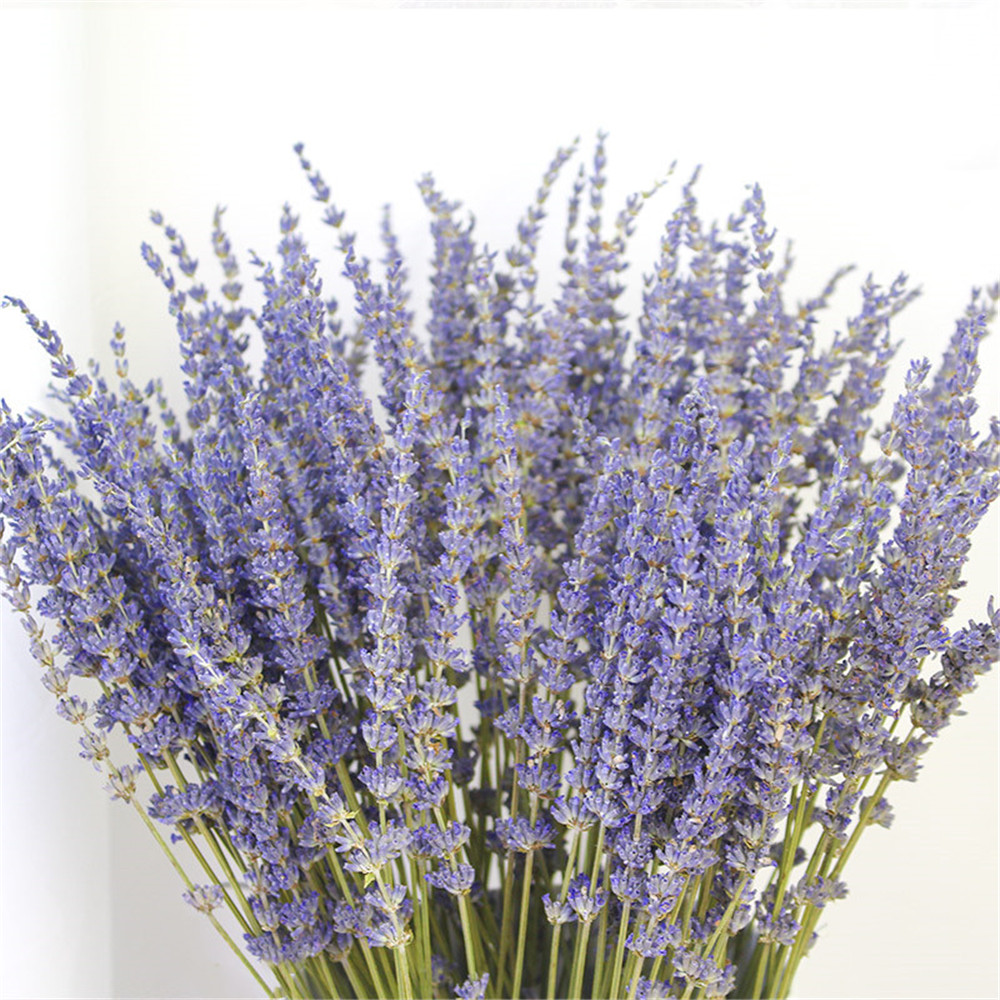 100G/Pack Natura avender Fower Bundes Dried avender Fowers Bunch Wedding Fowers Bouquet for Home Decor, 100g per pack
100G/Pack Natura avender Fower Bundes Dried avender Fowers Bunch Wedding Fowers Bouquet for Home Decor, 100g per pack