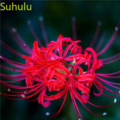 New Variety 100pcs Lycoris Seeds Garden Indoor Flowers Balcony & Courtyard Purifying Air Bonsai Plant Beautiful Your Garden
New Variety 100pcs Lycoris Seeds Garden Indoor Flowers Balcony & Courtyard Purifying Air Bonsai Plant Beautiful Your Garden