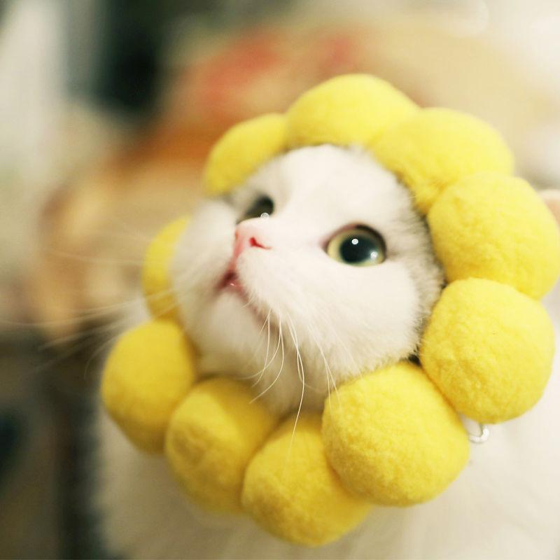 Cat Costumes Cute Sunflower Headgear Collar Neck Cone Recovery For Anti-Bite Lick Wound Healing Protective Pet Cats
Cat Costumes Cute Sunflower Headgear Collar Neck Cone Recovery For Anti-Bite Lick Wound Healing Protective Pet Cats