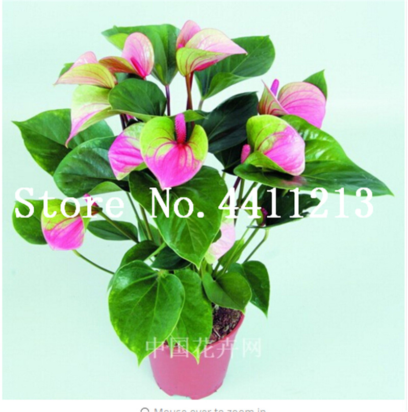 100 pcs seeds Bonsai Anthurium andraeanum Linden Araceae perennial indoor evergreen herb flower for home garden Decoration Natural Growth Variety of Colors
100 pcs seeds Bonsai Anthurium andraeanum Linden Araceae perennial indoor evergreen herb flower for home garden Decoration Natural Growth Variety of Colors