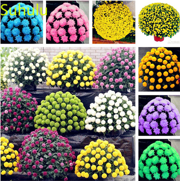 100pcs Chrysanthemum Seeds Garden Indoor Flowers Balcony & Courtyard Bonsai Plant High Quality Beautifying And Air Purification
100pcs Chrysanthemum Seeds Garden Indoor Flowers Balcony & Courtyard Bonsai Plant High Quality Beautifying And Air Purification